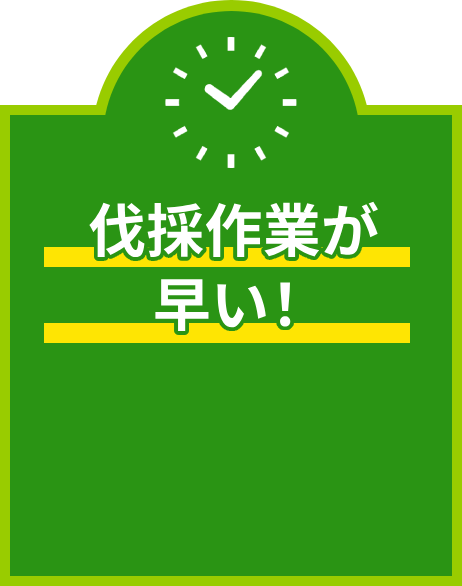 伐採作業が早い！